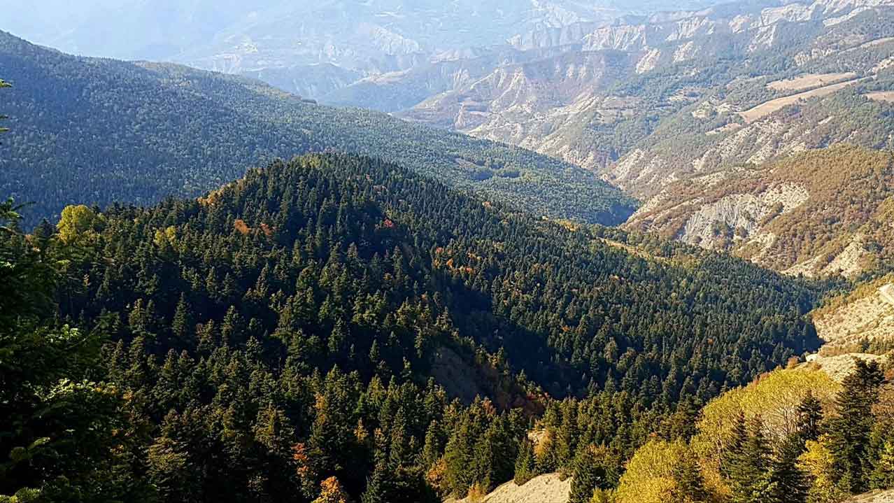 fir of Hotovë-Dangelli national park